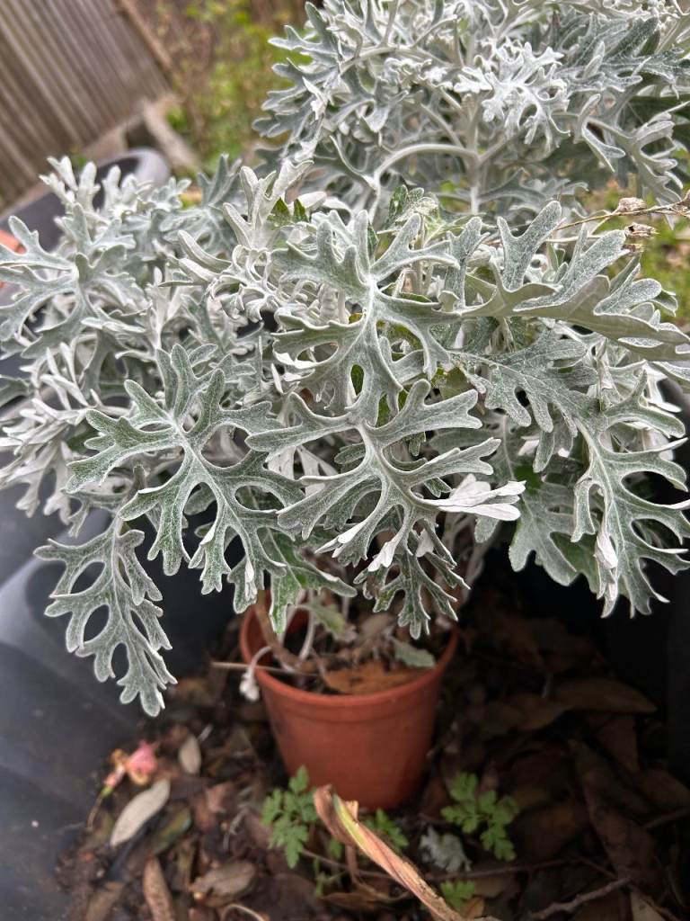evergreen garden plant Dusty Miller size 25 cm