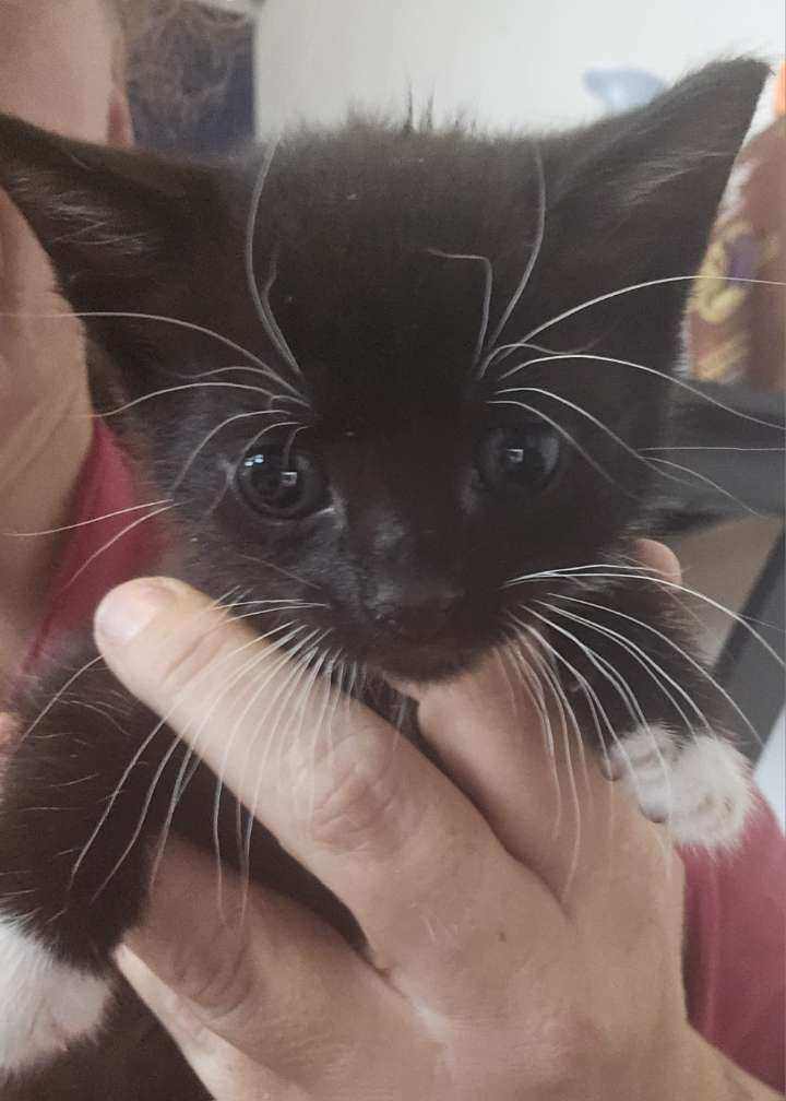 Kittens