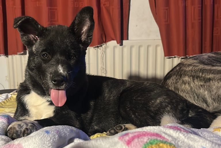 America Akita for sale 
