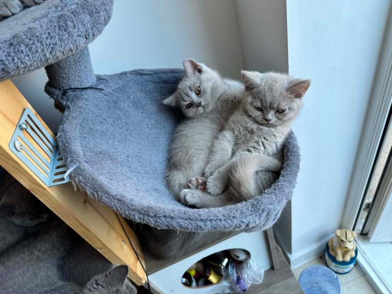 Kittens 