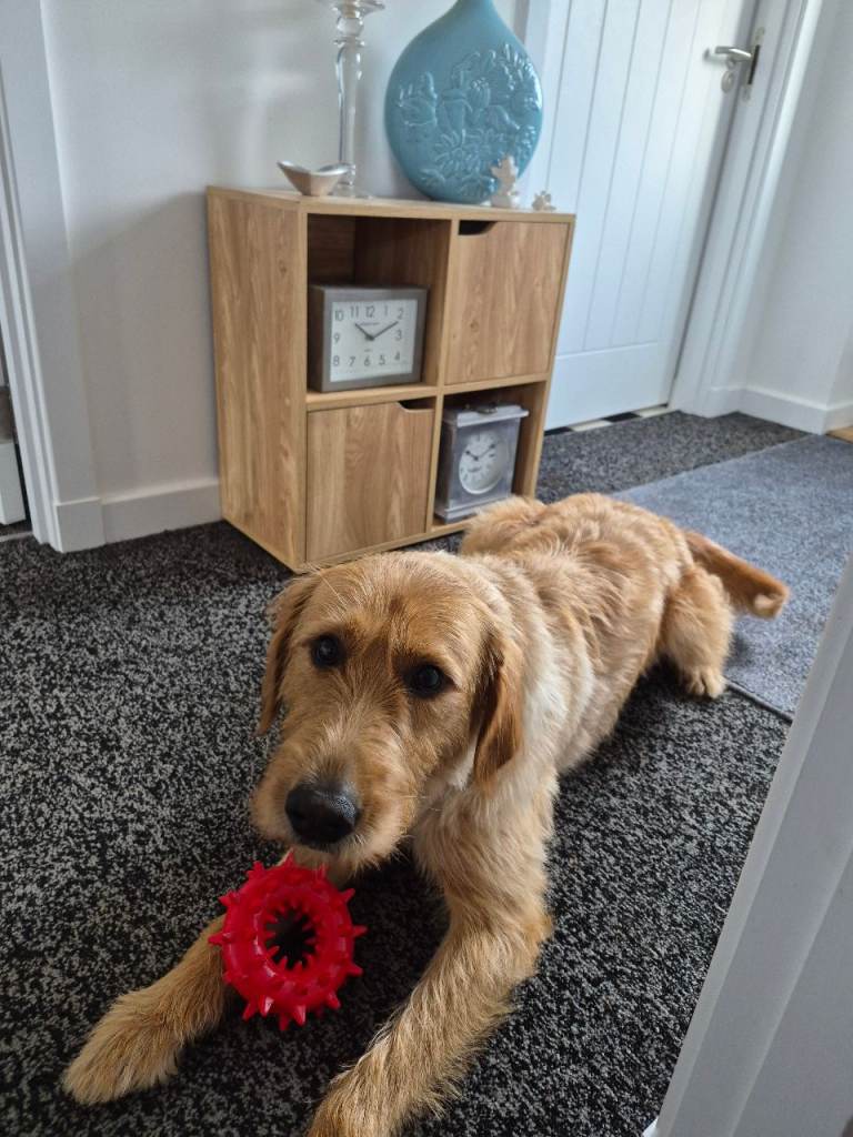 Labradoodle X