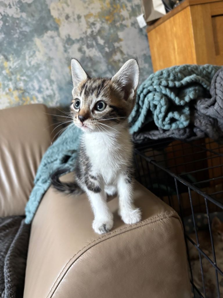 Stunning well socialised kittens