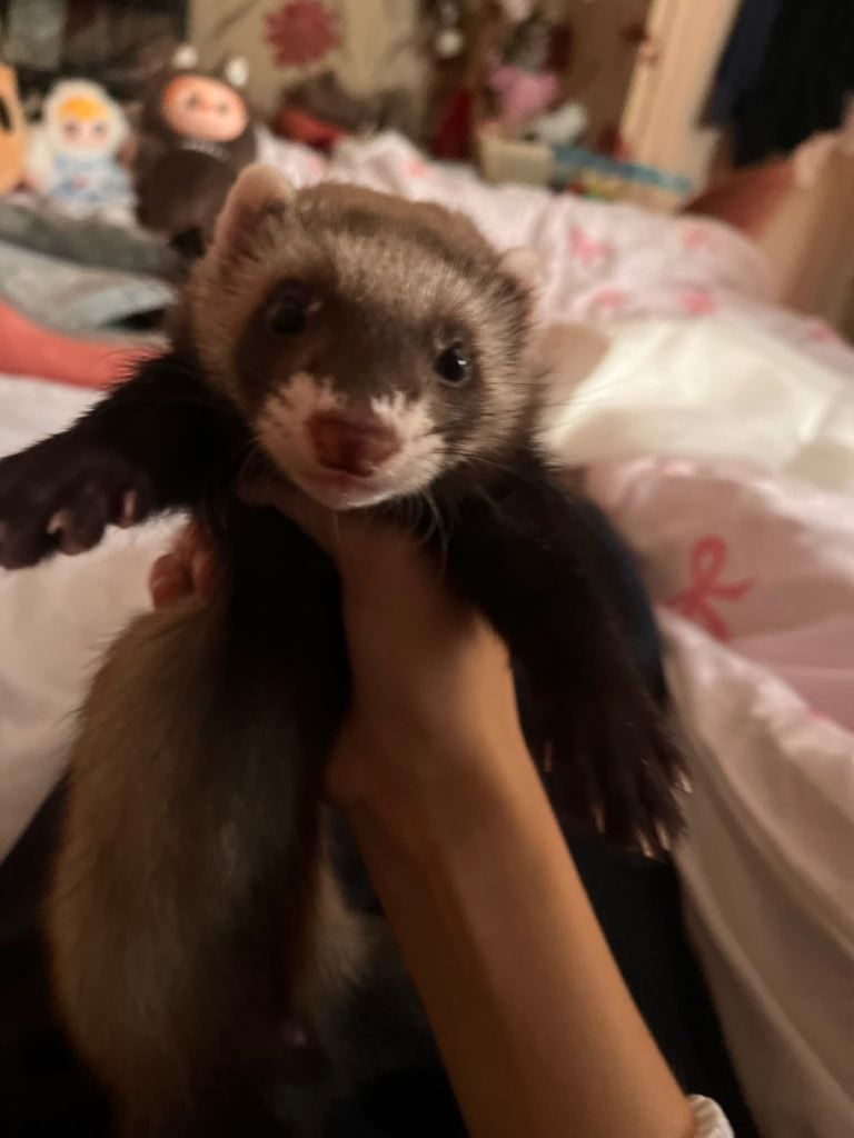 9week male ferret 