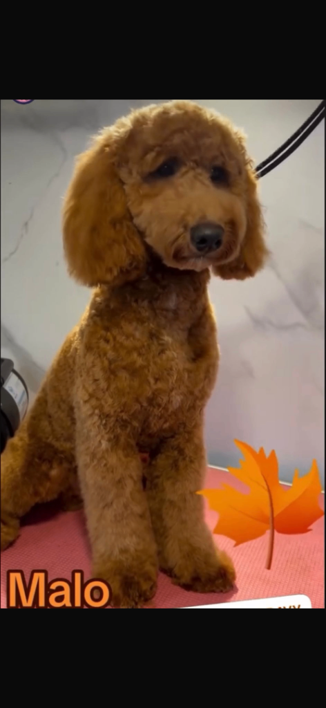 Cockapoo 11months old 