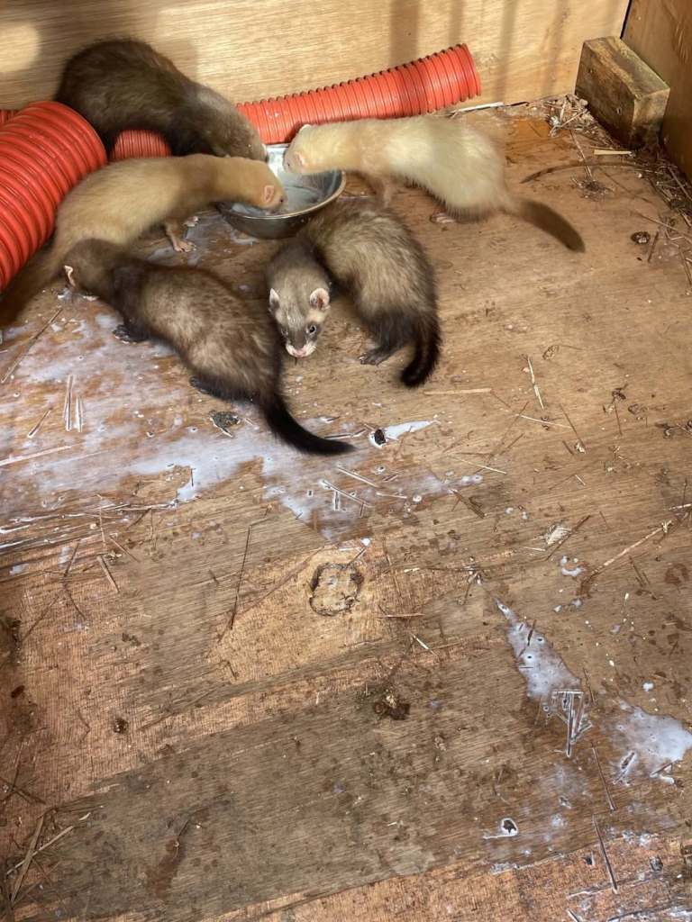 Pole cat ferrets