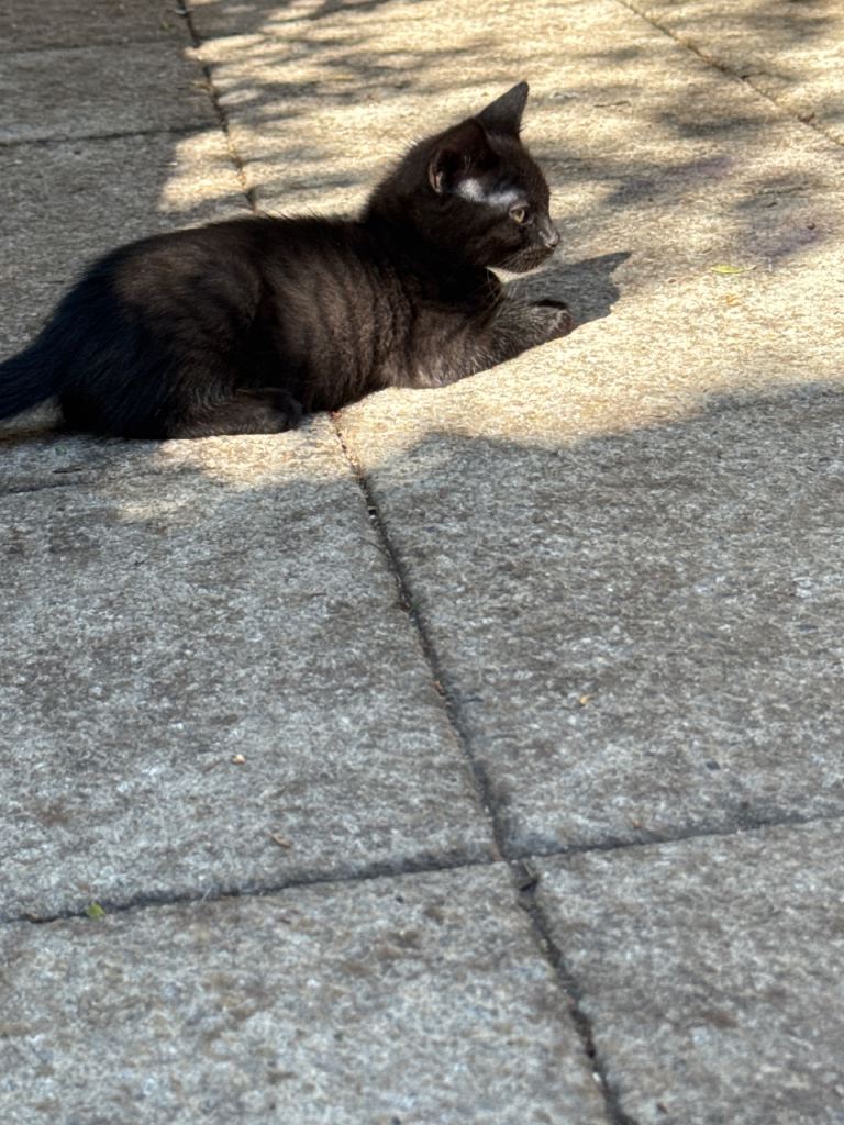 Kitten boys 3 months 
