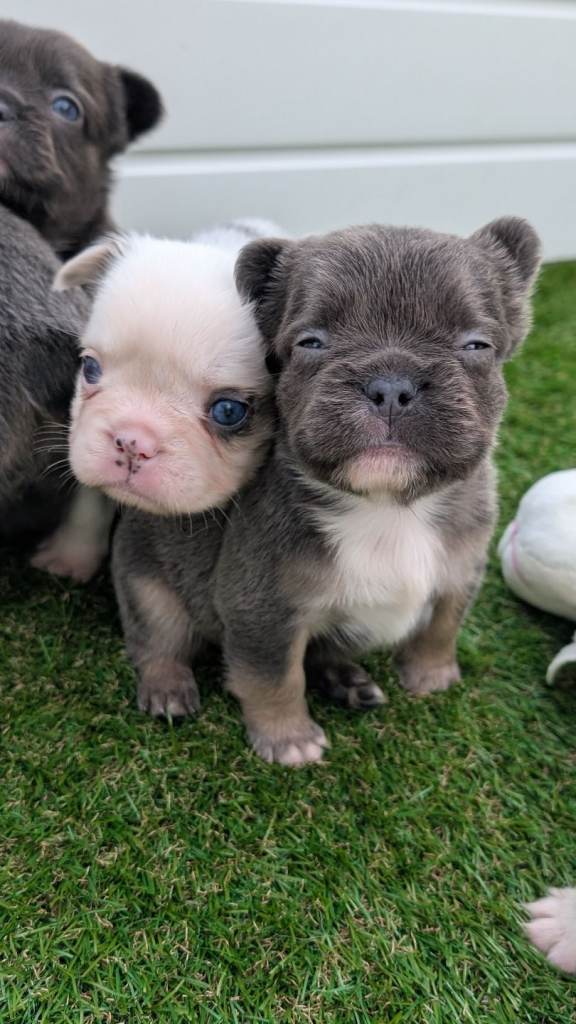 Visual fluffy french bulldog puppies koi tri and blue and tan 