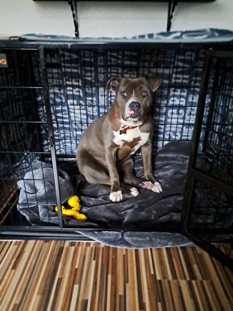 Dog crate
