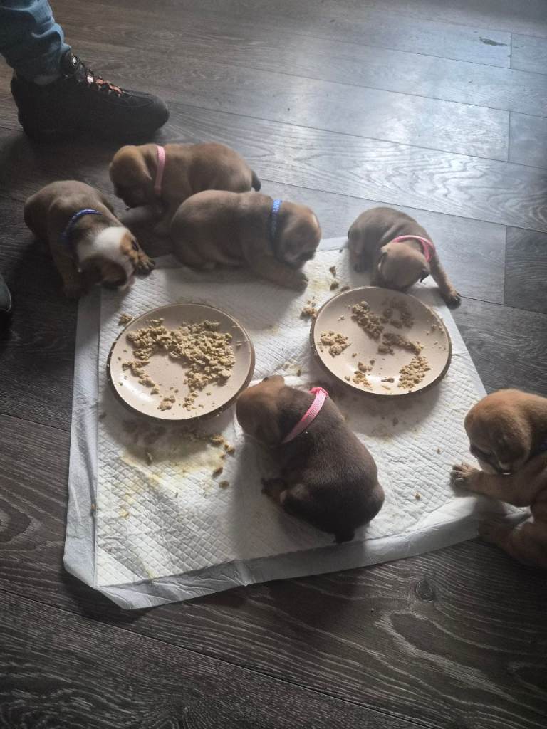British bulldog pups forsale 