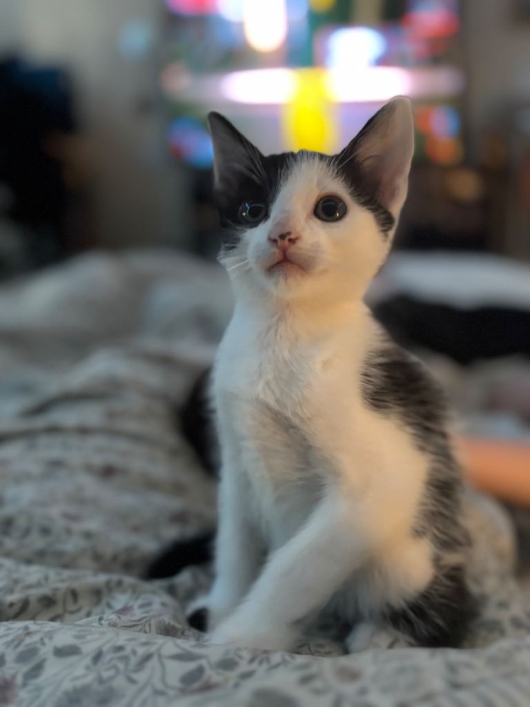 Kitten for Sale