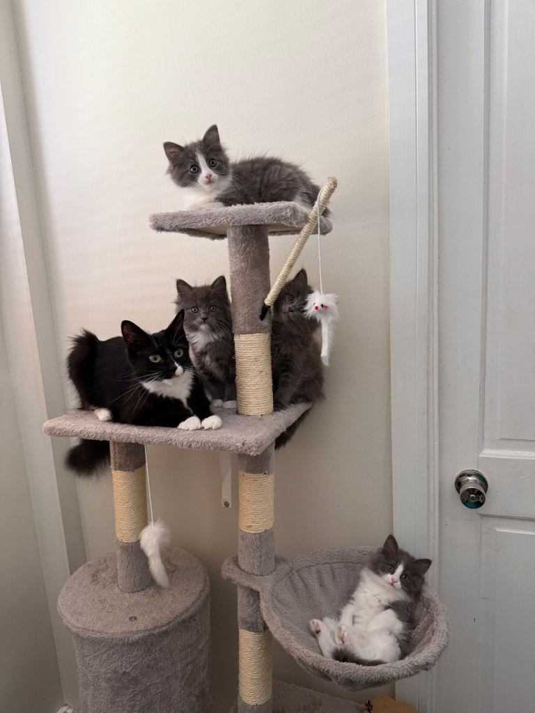Beautiful Long-Haired Ragdoll Cross Kittens