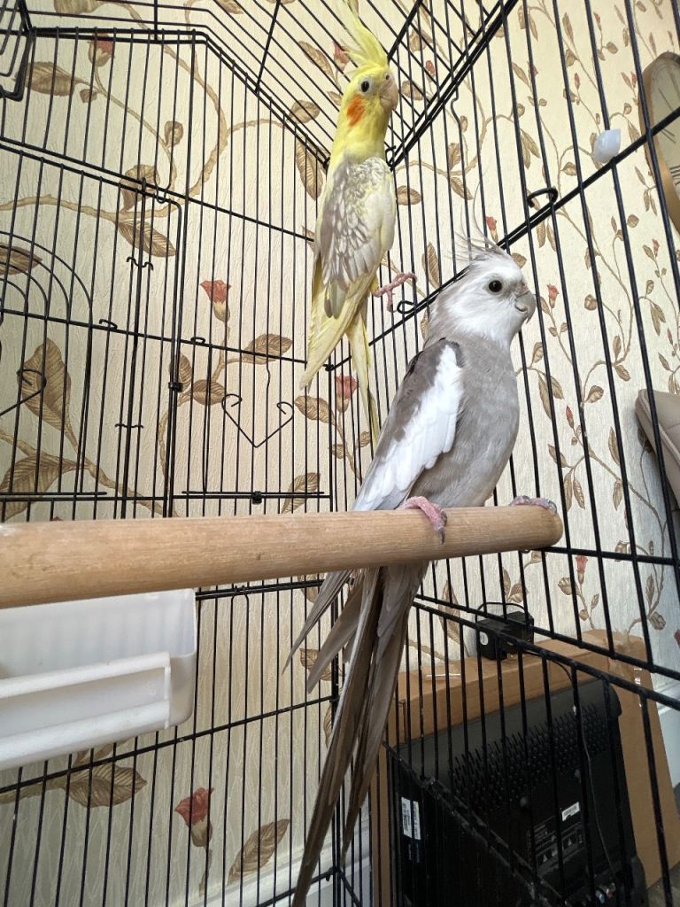 Cockatiels for sale