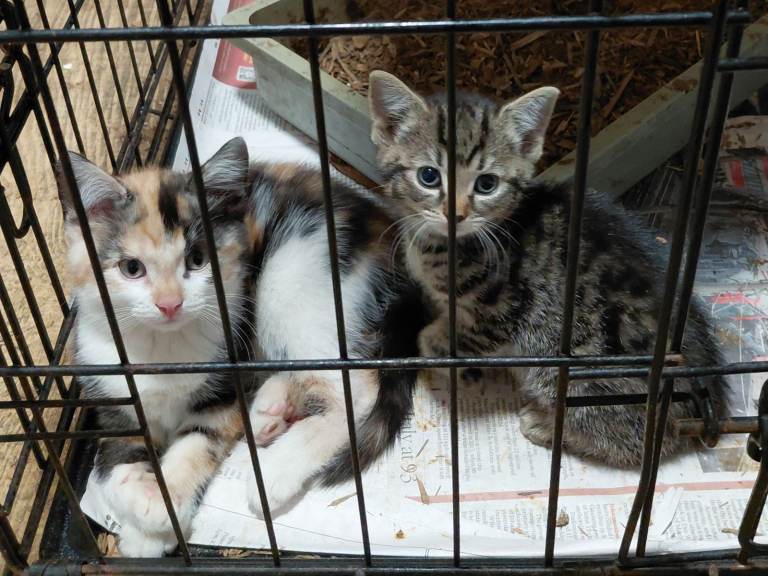 kittens for sale