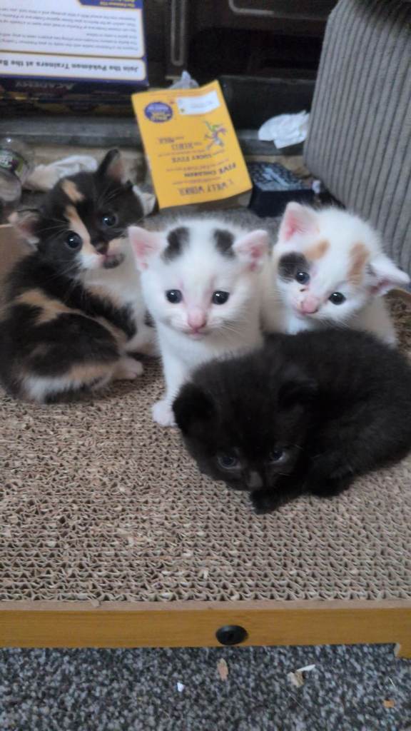 Kittens ready now