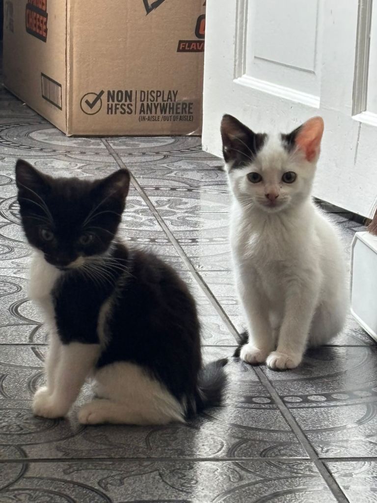    Double Trouble: Adorable Tuxedo Kittens Looking for a Home