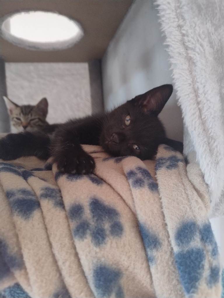 Last 2 beautiful little black male kittens - ready to go 5th august