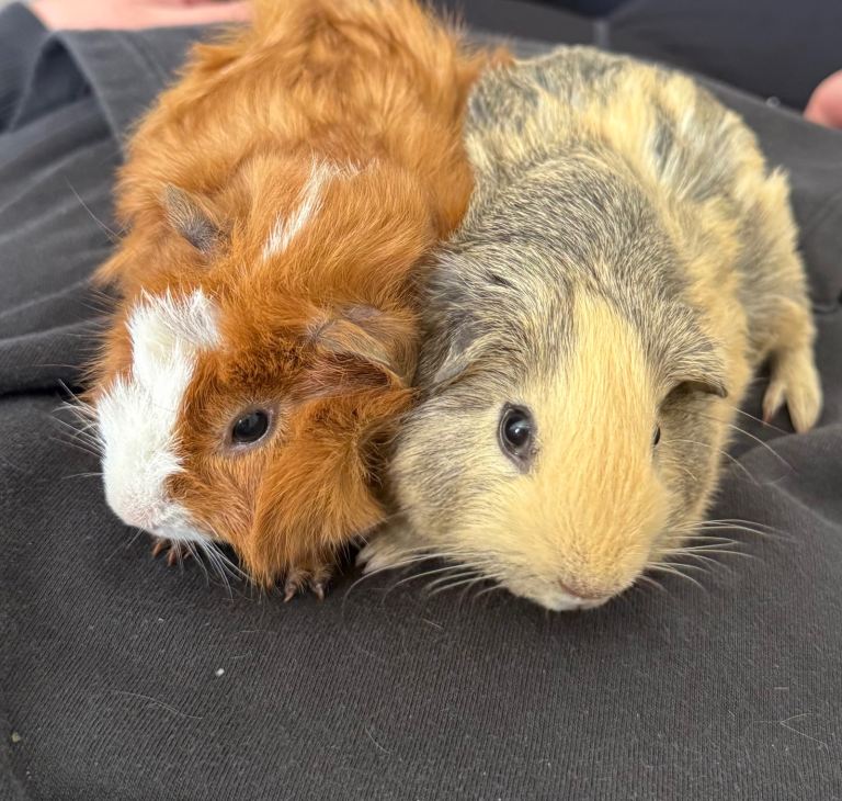 2 boar guinea pigs 