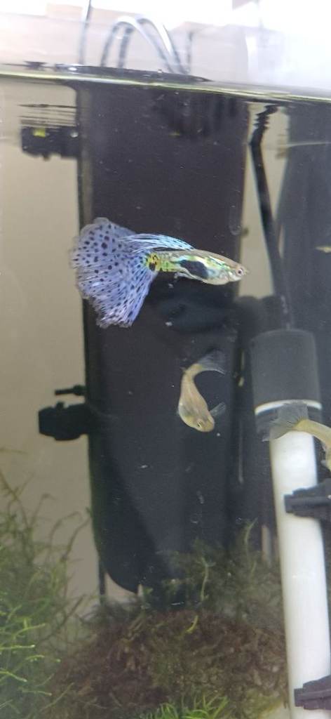 Pure Strain Blue Grass Guppies