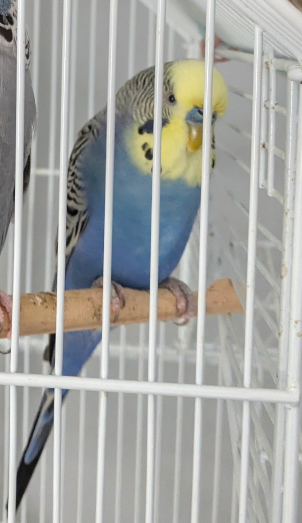 2 Young Budgies And Large Cage 