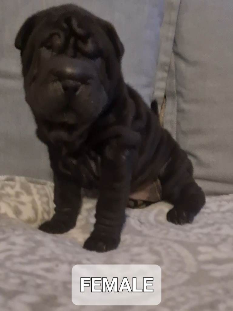 Shar Pei Puppies (ALL GONE)