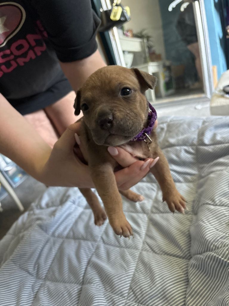 Mixed staffy litter 