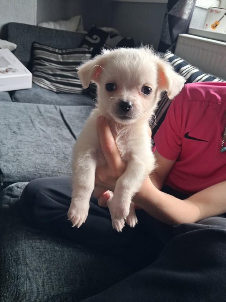 male chihuahua x Maltese puppy