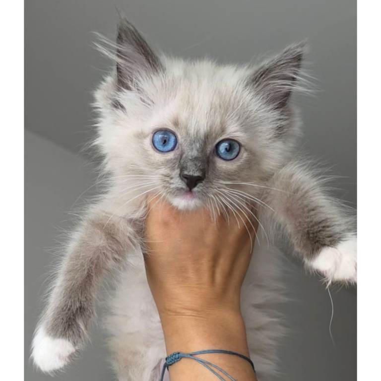 Ready to go pure ragdoll kittens 