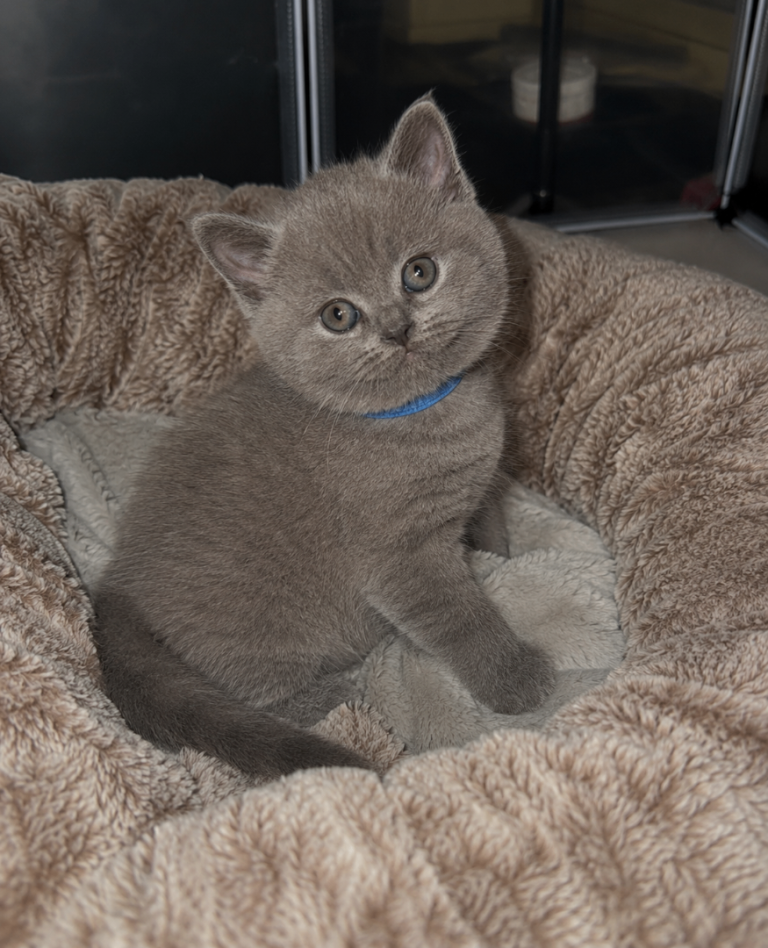 Adorable British Shorthair kitten last male 