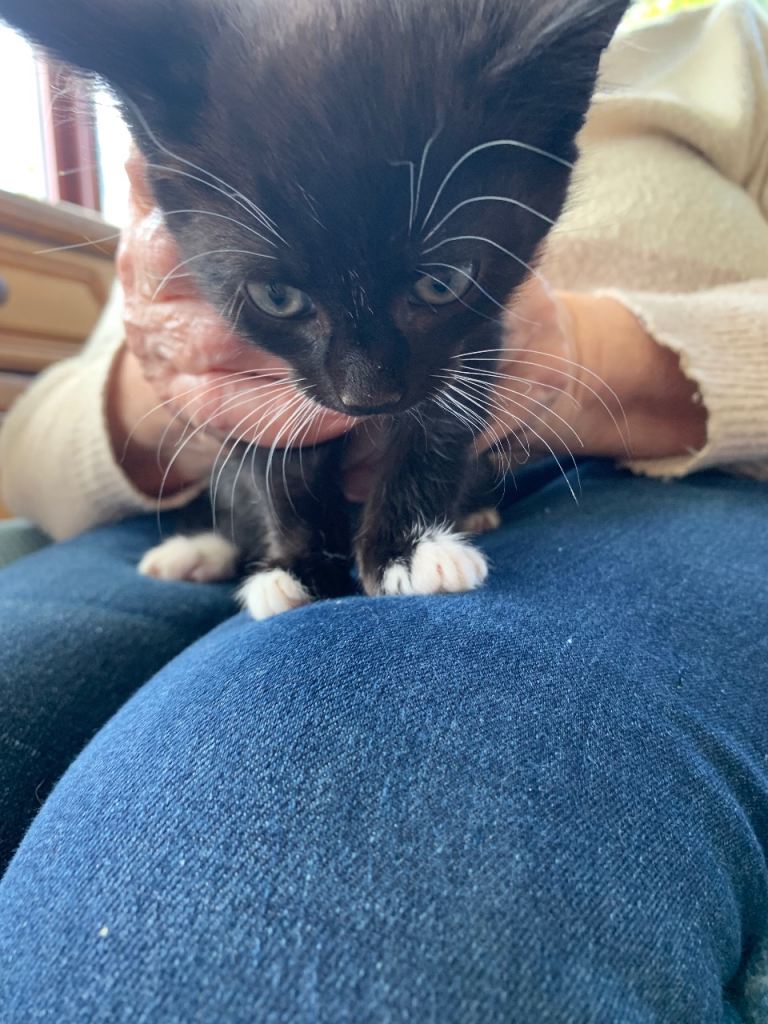 Kitten for sale 