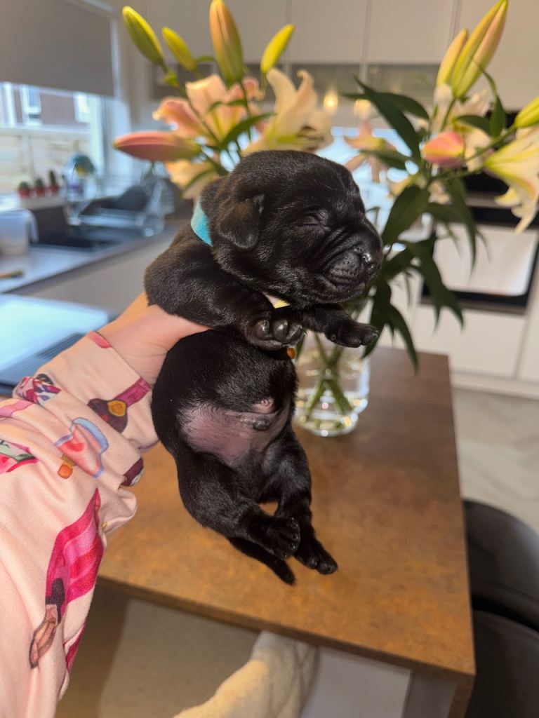 Labrador x Dachshund puppies 🐾 