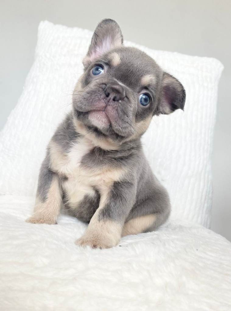 French bulldog pups Looking for their forever homes