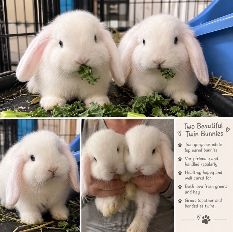 Twin bunnies 