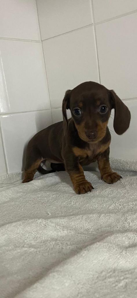 Mini dachshund 🐶 