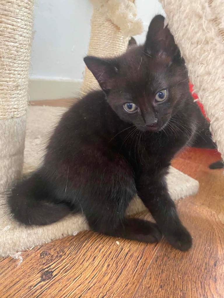 3 kittens for sale 2 black male and 1 black female 