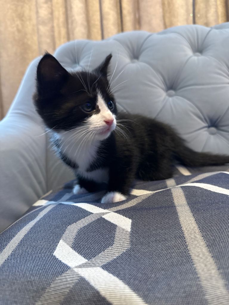 2 male kittens