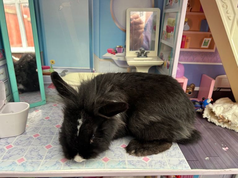 🐰 Two Lovely Rabbits Looking for New Homes 🐰