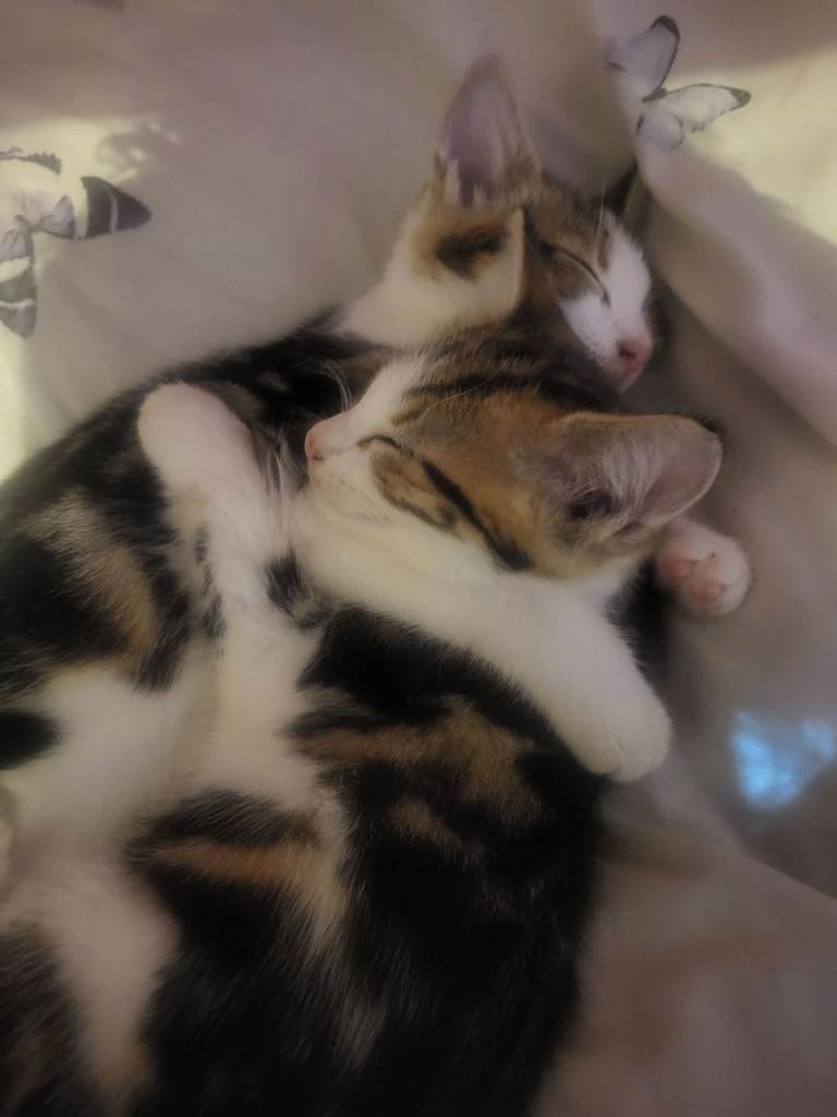 Male kittens 13 weeks old