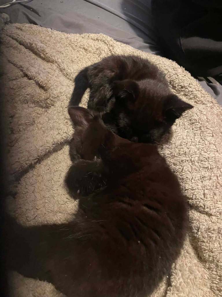 Kittens for sale