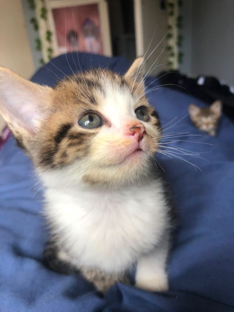 Baby kitten!!