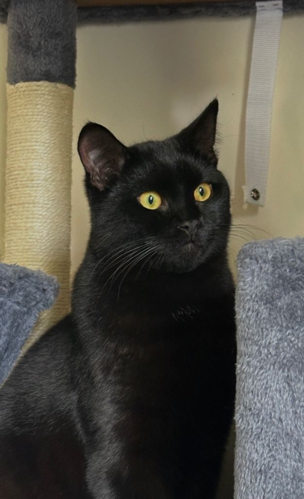 Loki and Salem (brothers) half British shorthair 