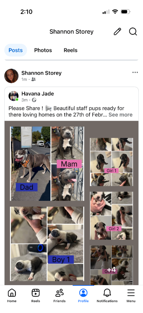 Staffy pups for sale 