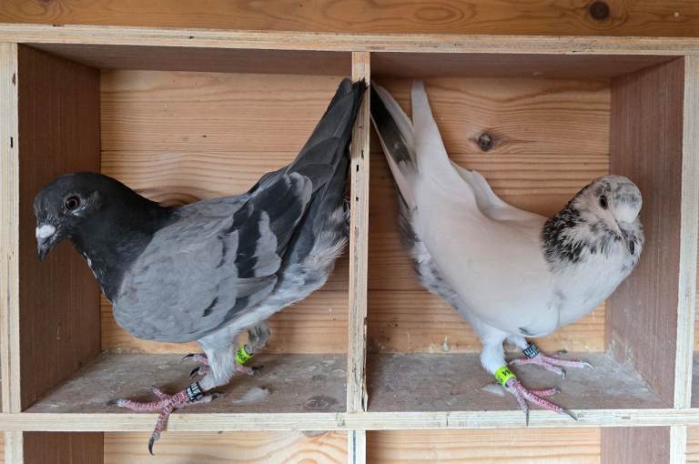 Healthy pigeons