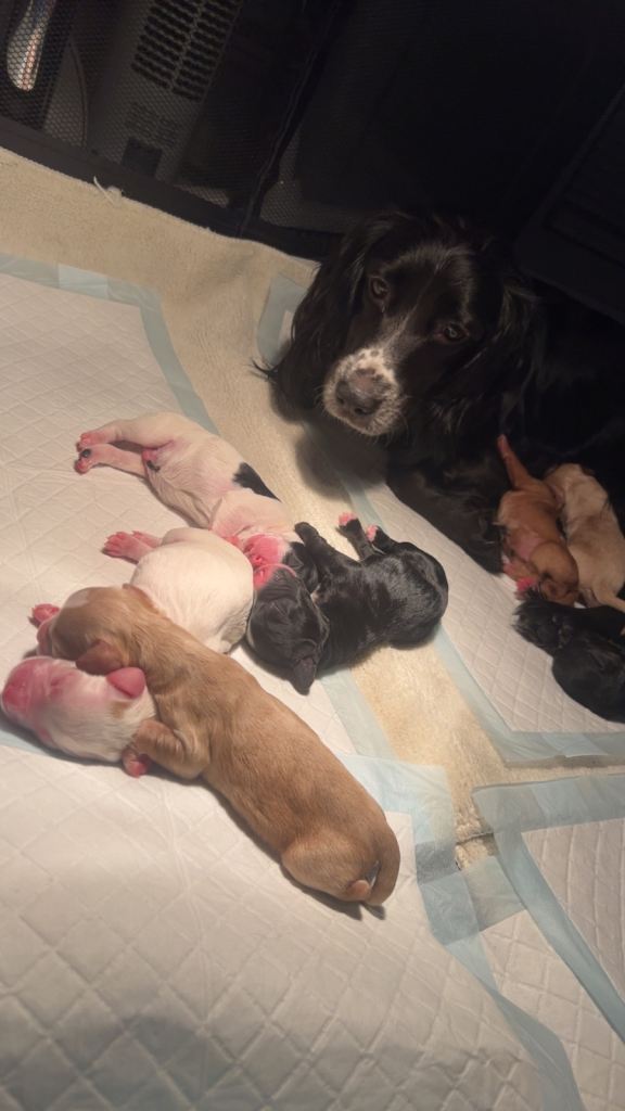  cocker spaniel puppies 