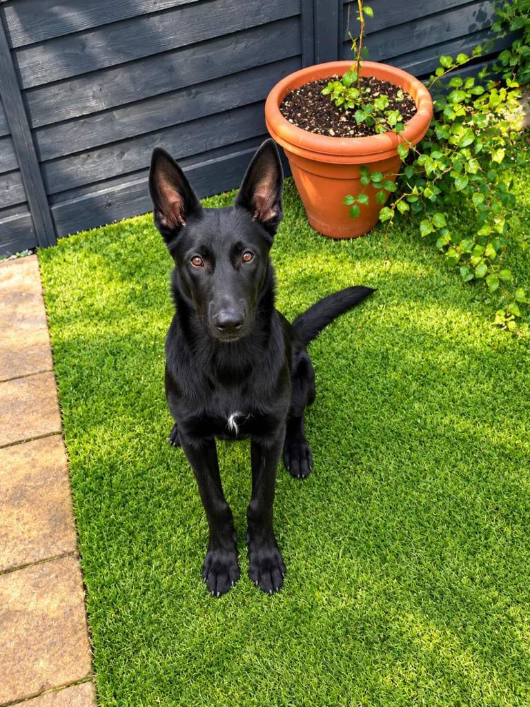 belgium malinois