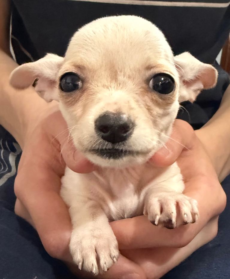 Chihuahua X Puppies