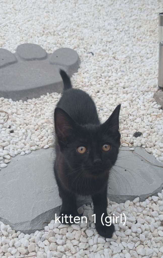 12 week old kittens ready for new homes