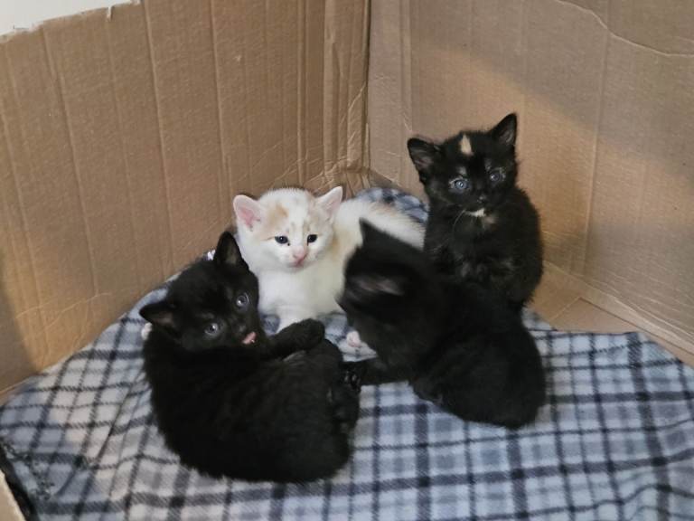 Kittens for sale