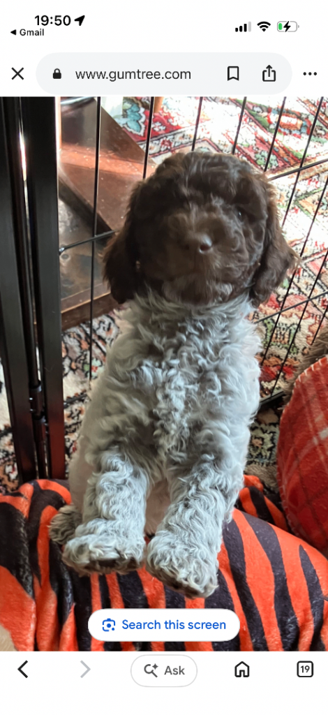 2 beautiful cockapoo puppies ready now! 