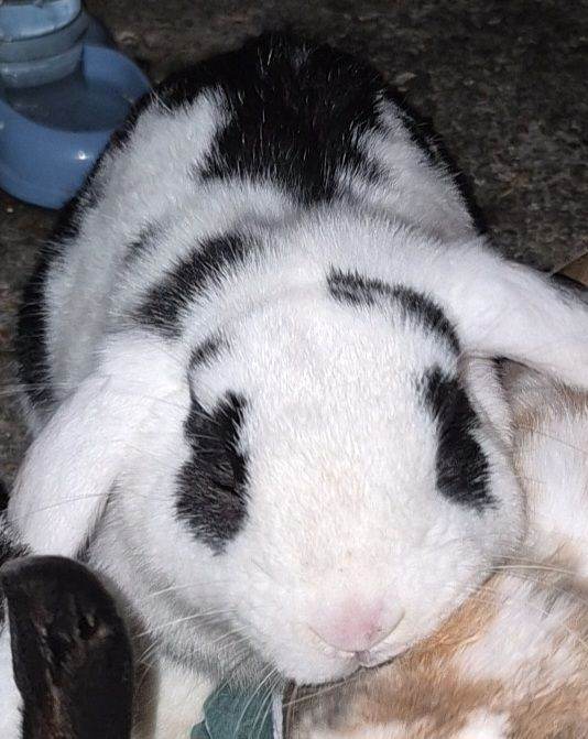  Beautiful rabit oero 