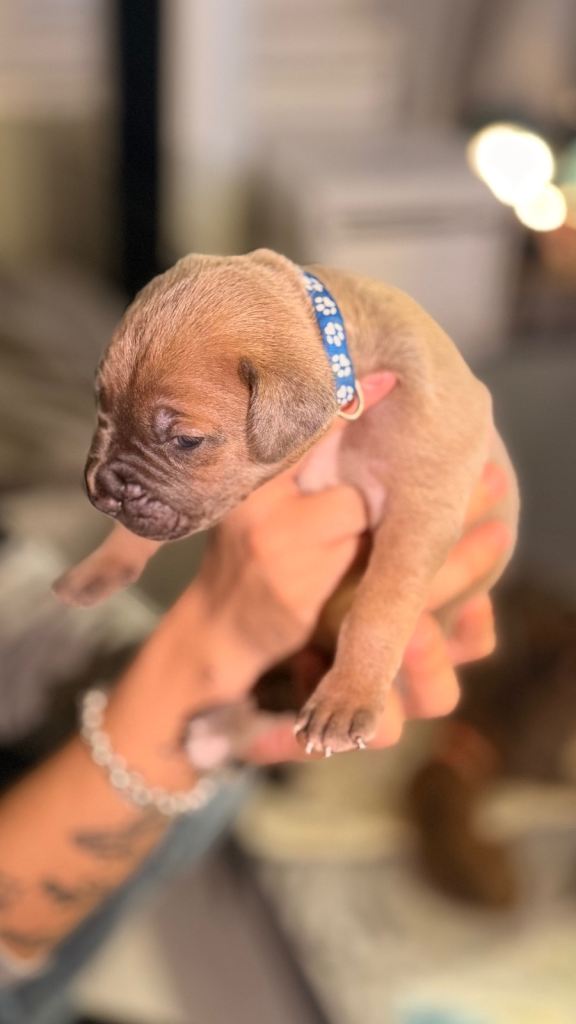 Cane corso x Mixed breed puppies 